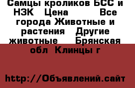 Самцы кроликов БСС и НЗК › Цена ­ 400 - Все города Животные и растения » Другие животные   . Брянская обл.,Клинцы г.